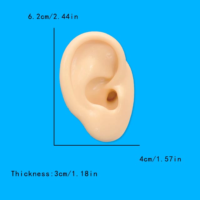 1Pc Soft Silicone Ear Model Ta - Model Kit Display Case recensione e prezzo